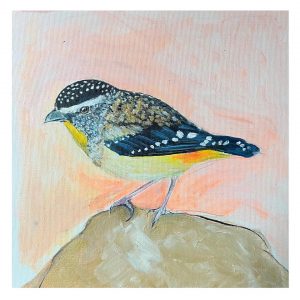 A spotted Pardalote